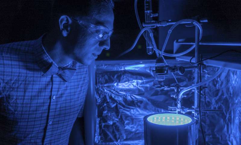 Professor Uribe-Romo observes synthetic photosynthesis