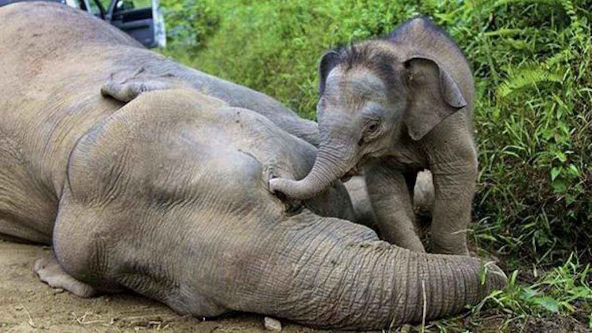 Elephant calf mourns her mother